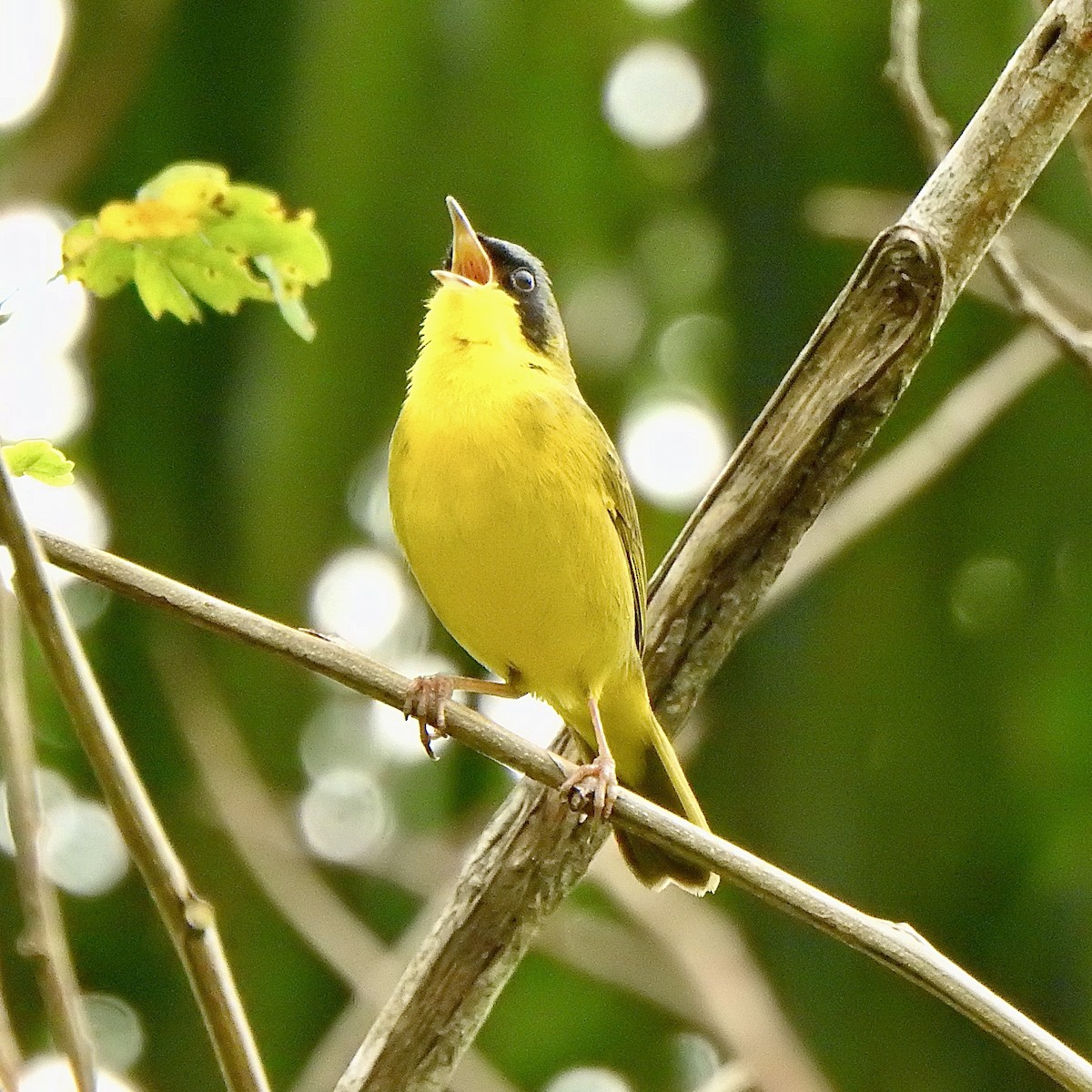 Paruline voilée - ML620309748