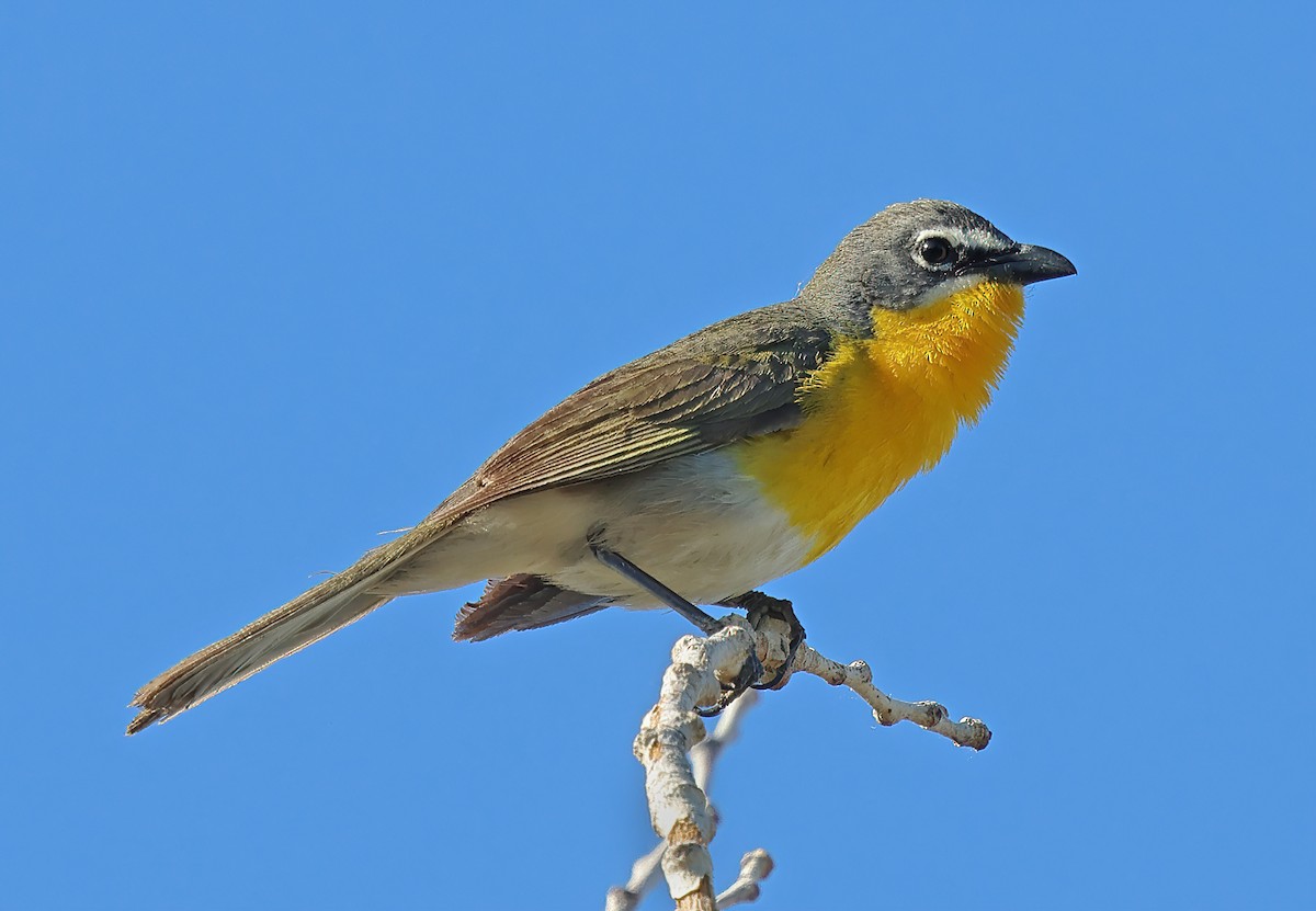 Yellow-breasted Chat - ML620309749