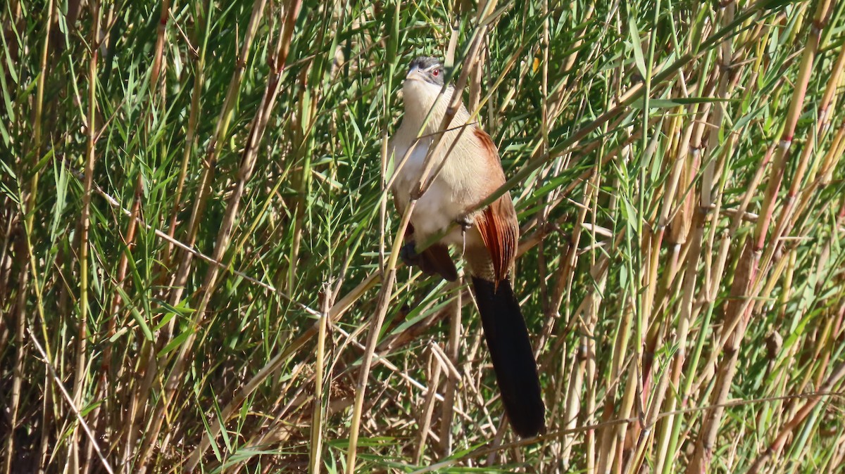 Weißbrauenkuckuck (burchellii/fasciipygialis) - ML620309750