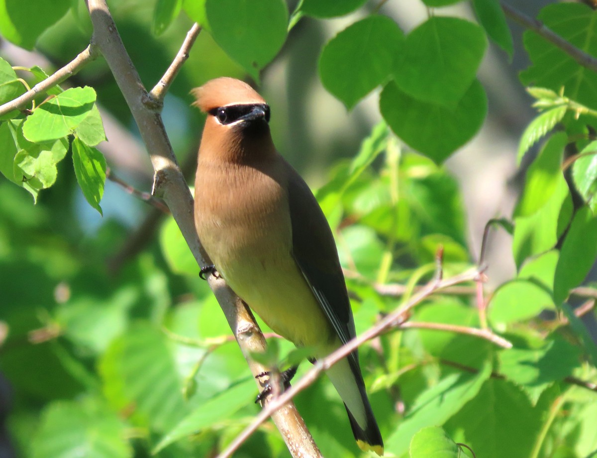 Cedar Waxwing - ML620309751