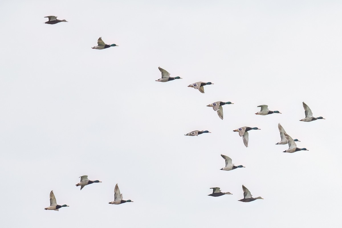 American Black Duck - ML620309752