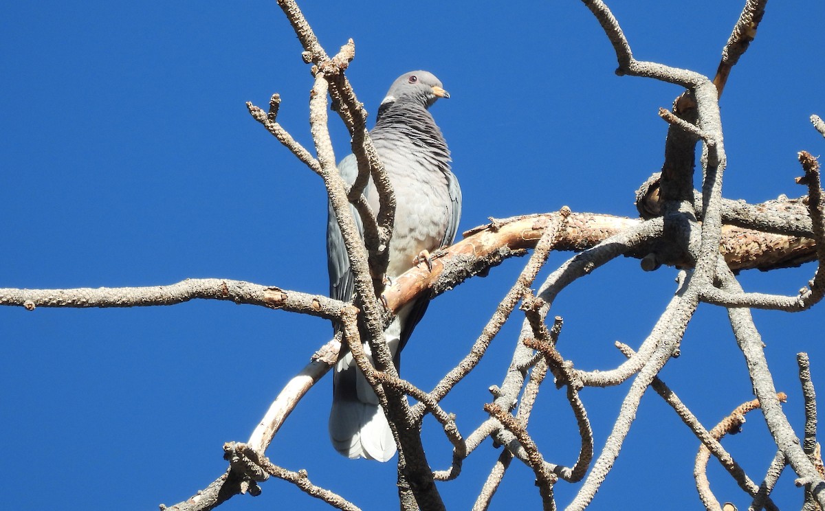 Band-tailed Pigeon - ML620309753