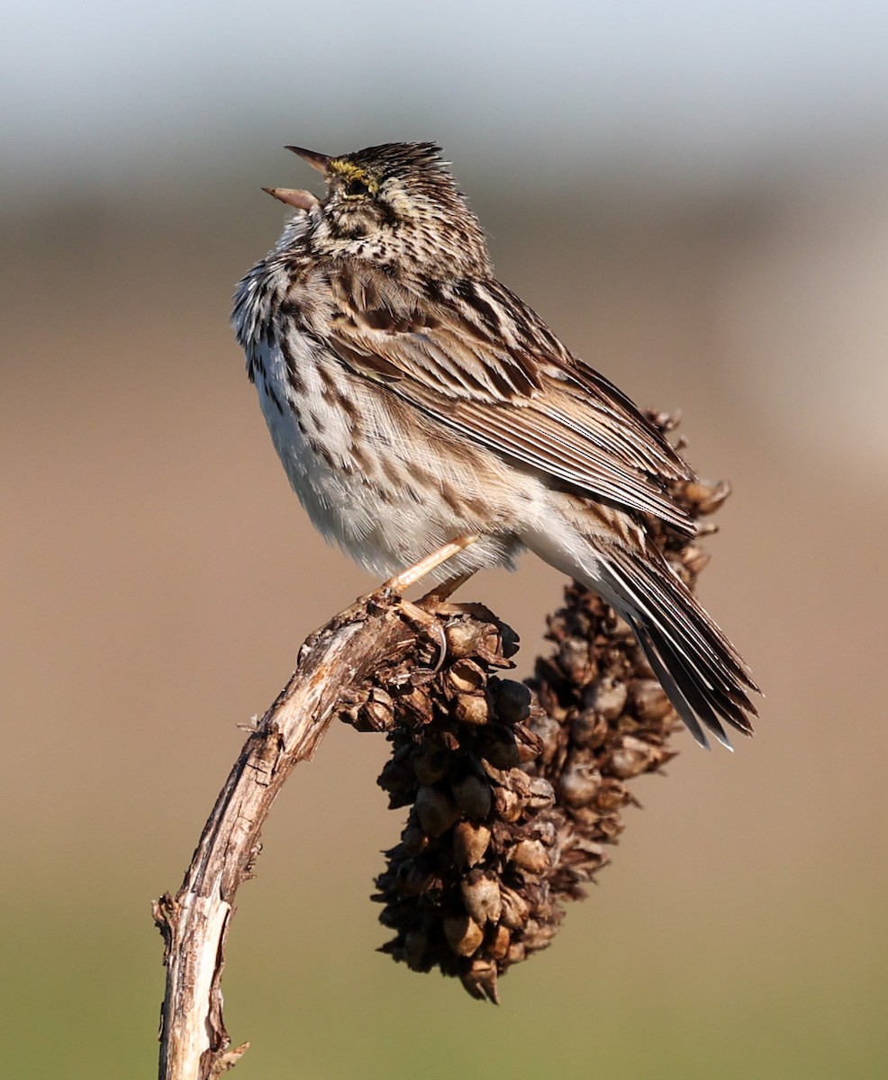 Savannah Sparrow - ML620309754