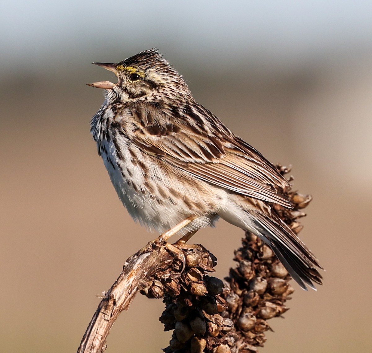 Savannah Sparrow - ML620309756