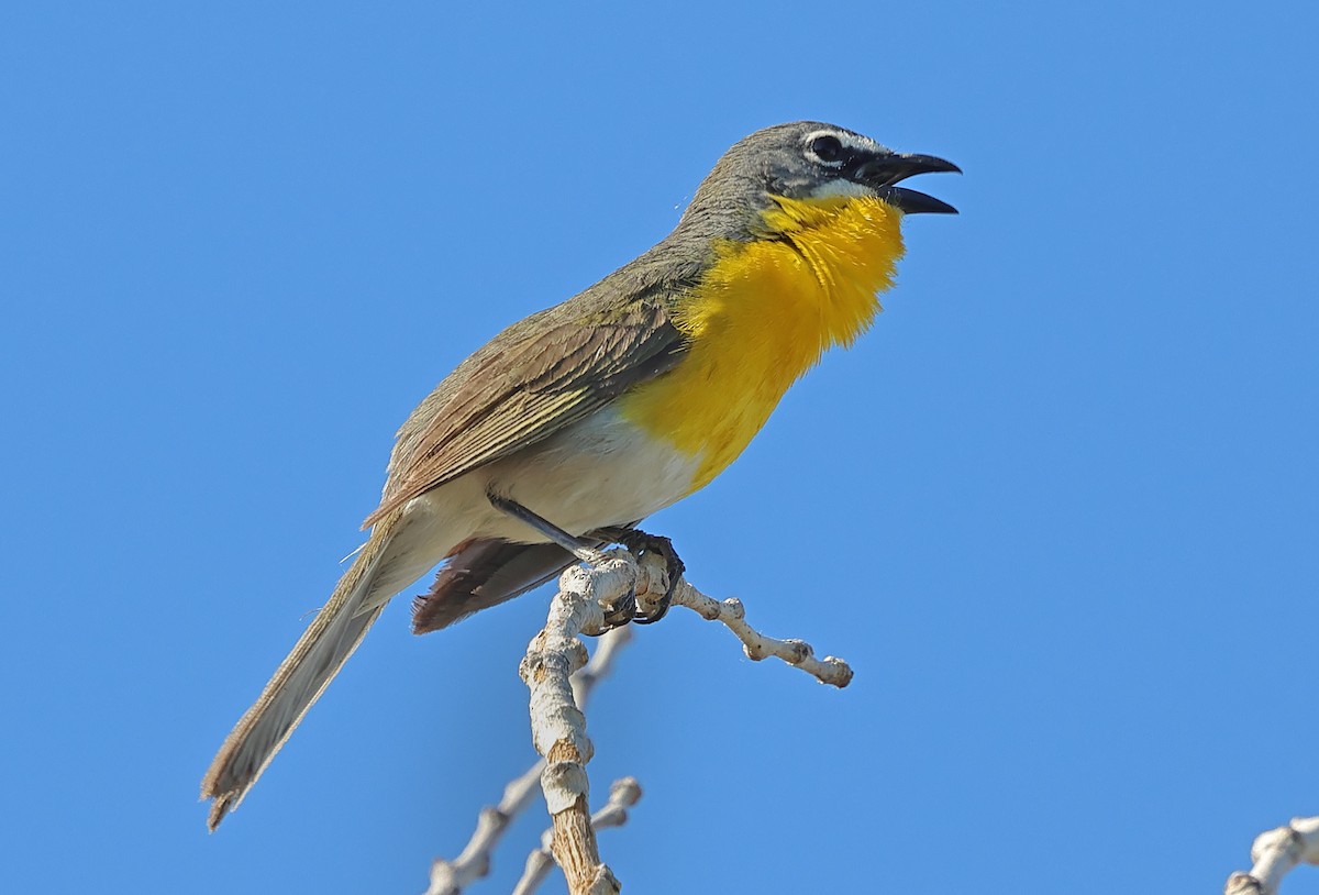 Yellow-breasted Chat - ML620309758