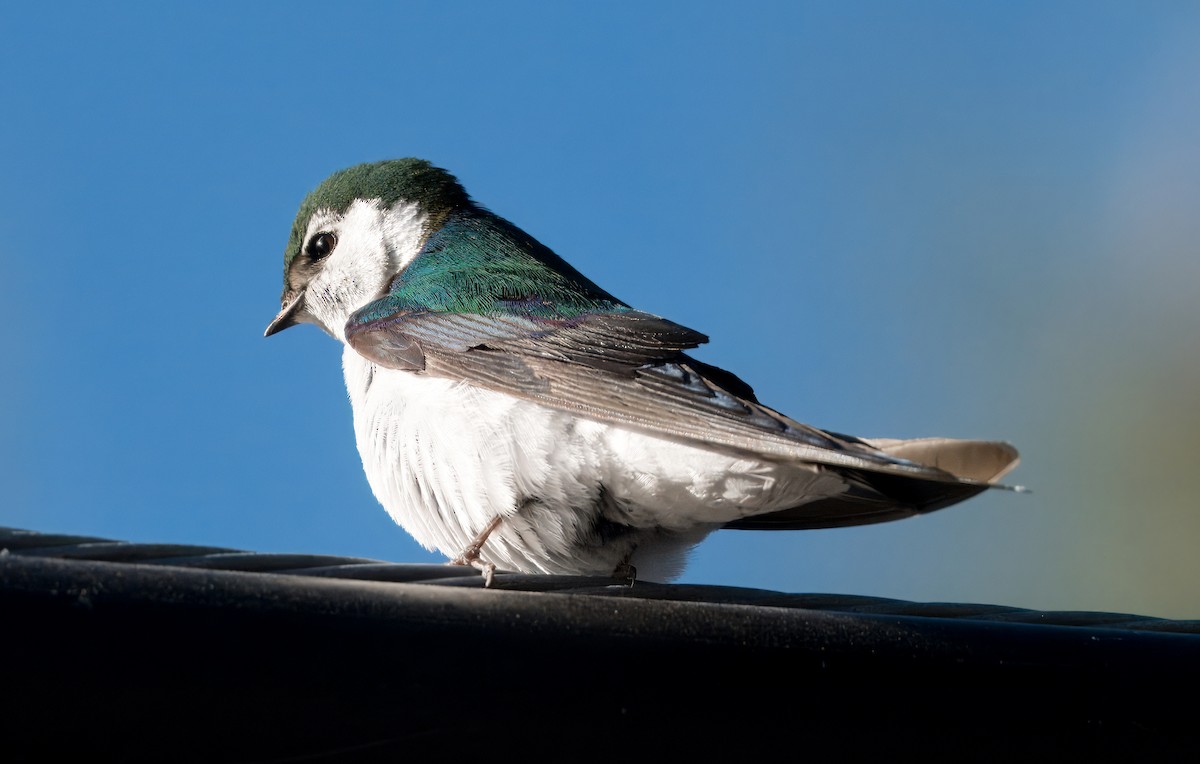 Violet-green Swallow - ML620309760