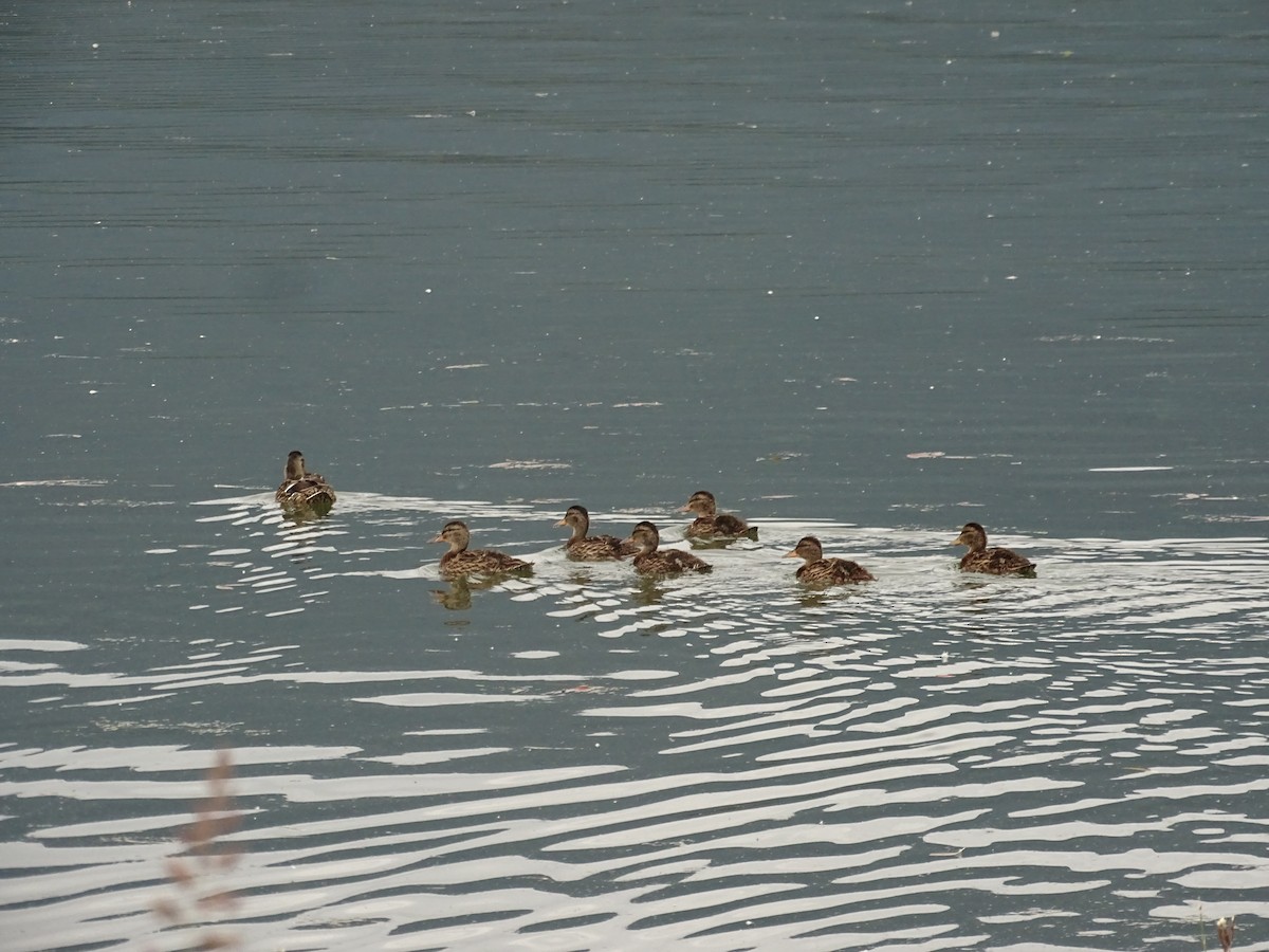 Canard colvert - ML620309763