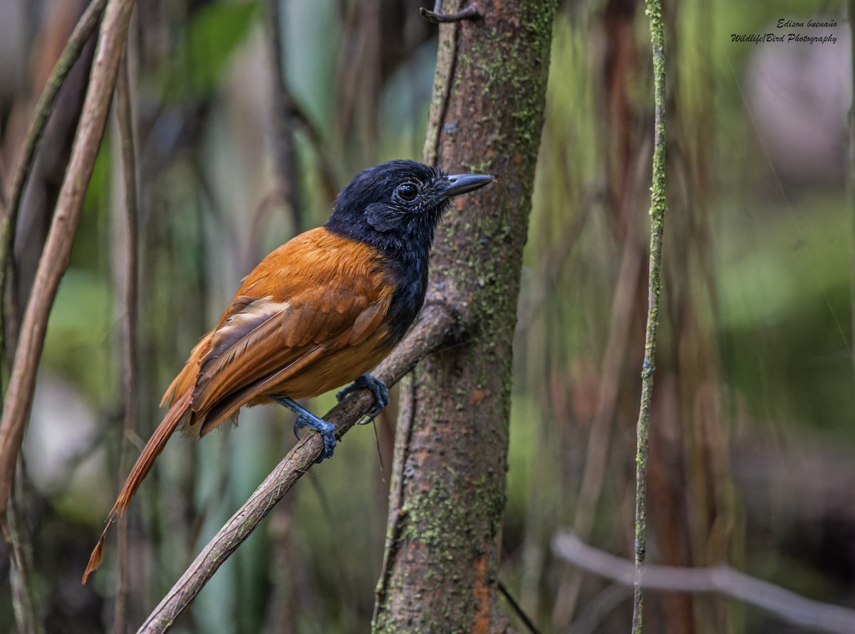 Cocha Antshrike - ML620309765