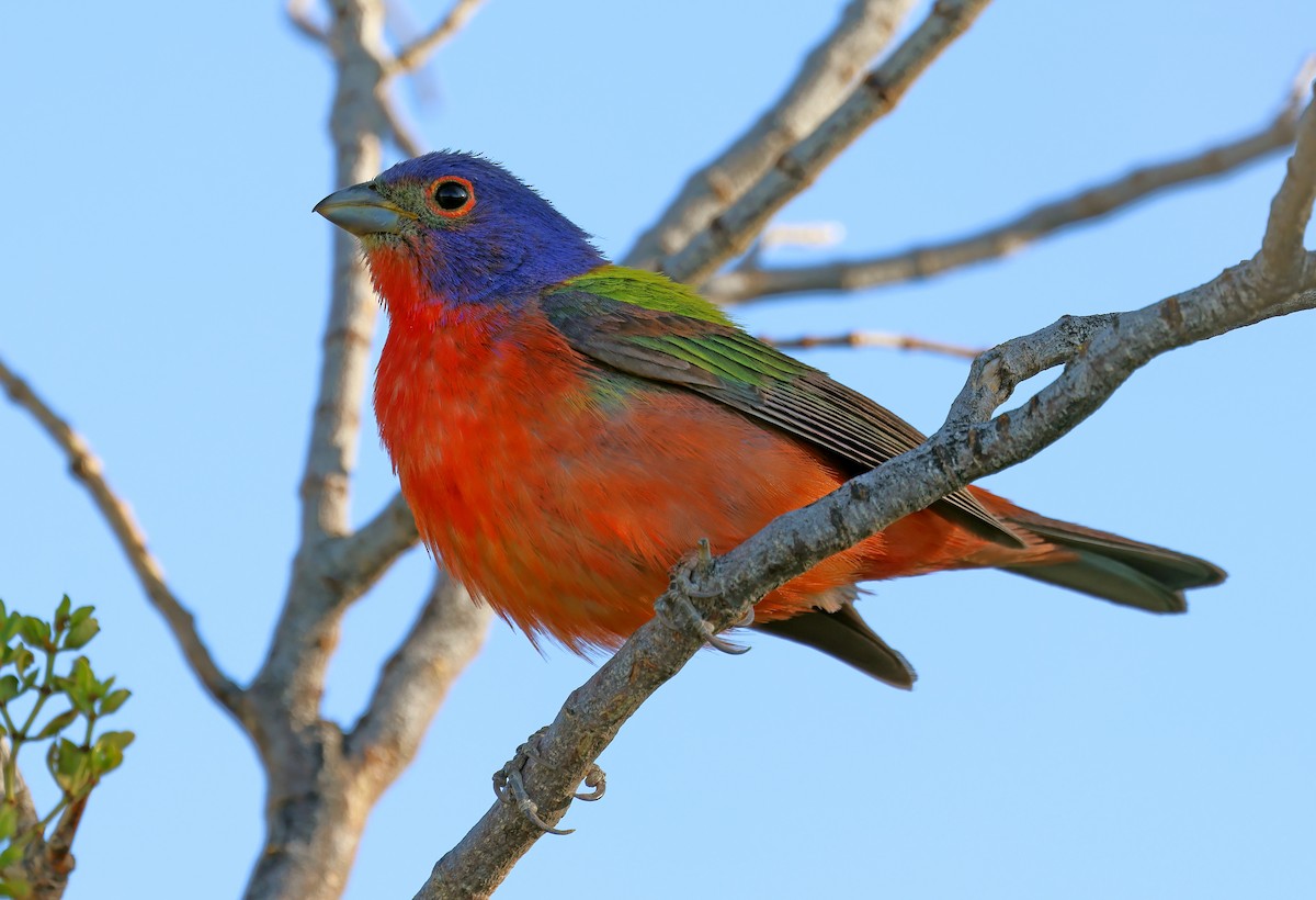 Painted Bunting - ML620309767