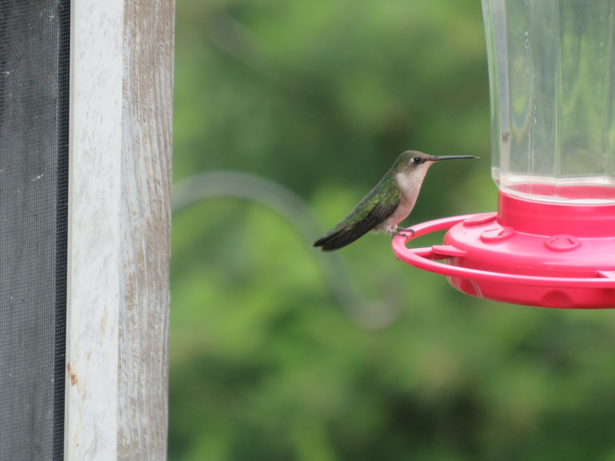 Ruby-throated Hummingbird - ML620309769
