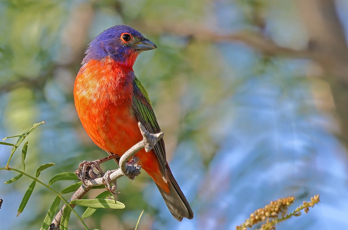 Painted Bunting - ML620309775