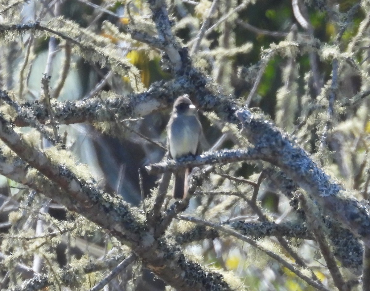 Eastern Wood-Pewee - ML620309780