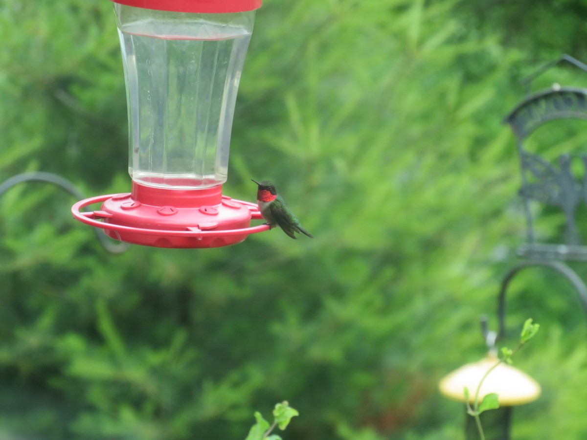 Ruby-throated Hummingbird - ML620309782