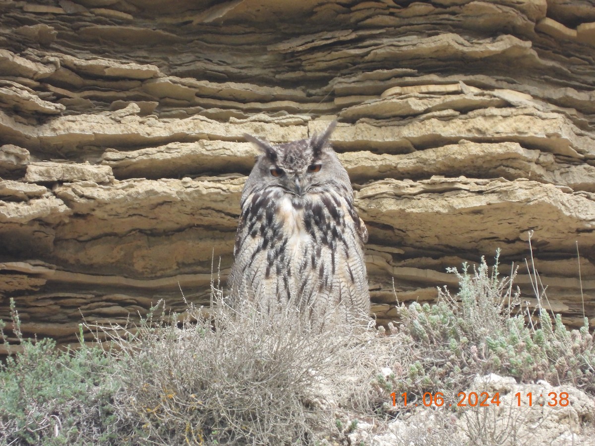 Eurasian Eagle-Owl - ML620309784