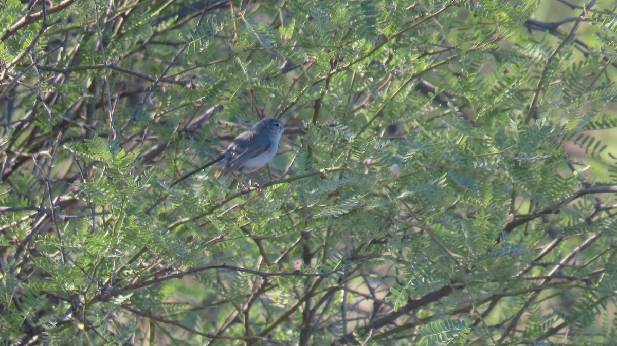 Black-tailed Gnatcatcher - Anne (Webster) Leight