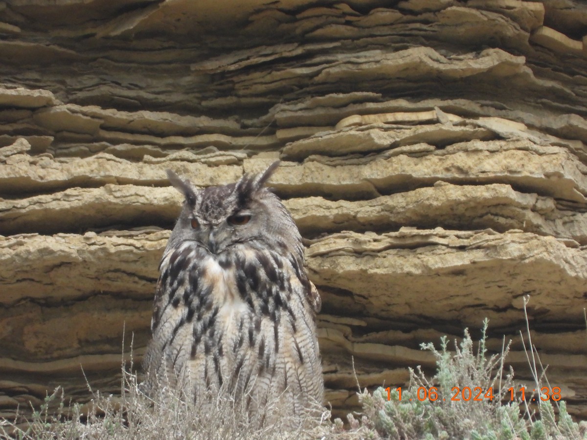 Eurasian Eagle-Owl - ML620309793