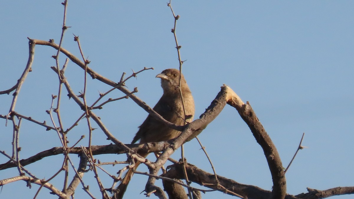 Bendire's Thrasher - ML620309795