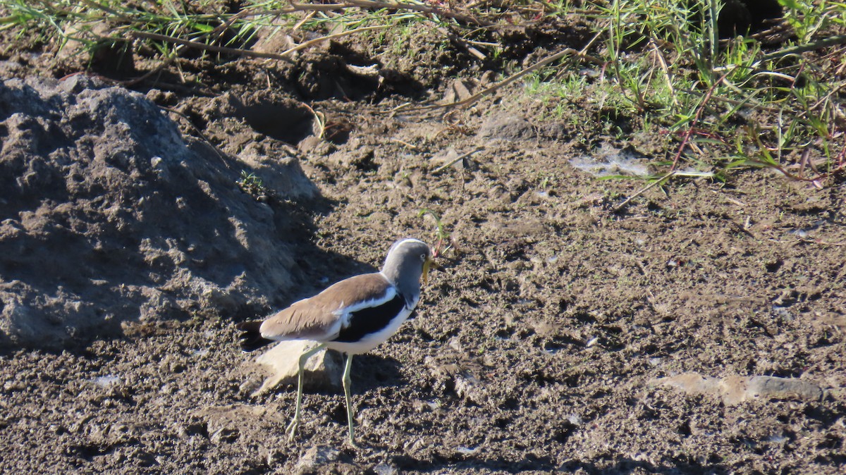 White-crowned Lapwing - ML620309801