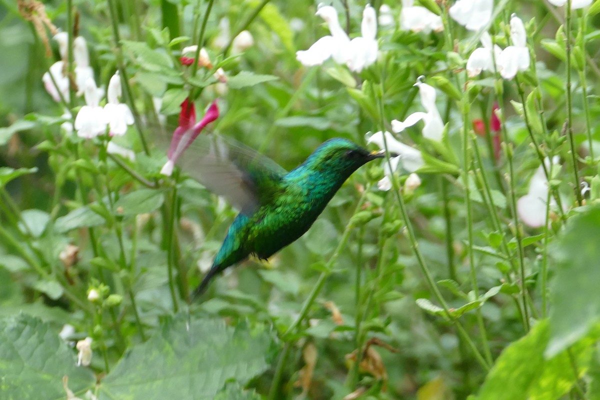 Western Emerald - ML620309802