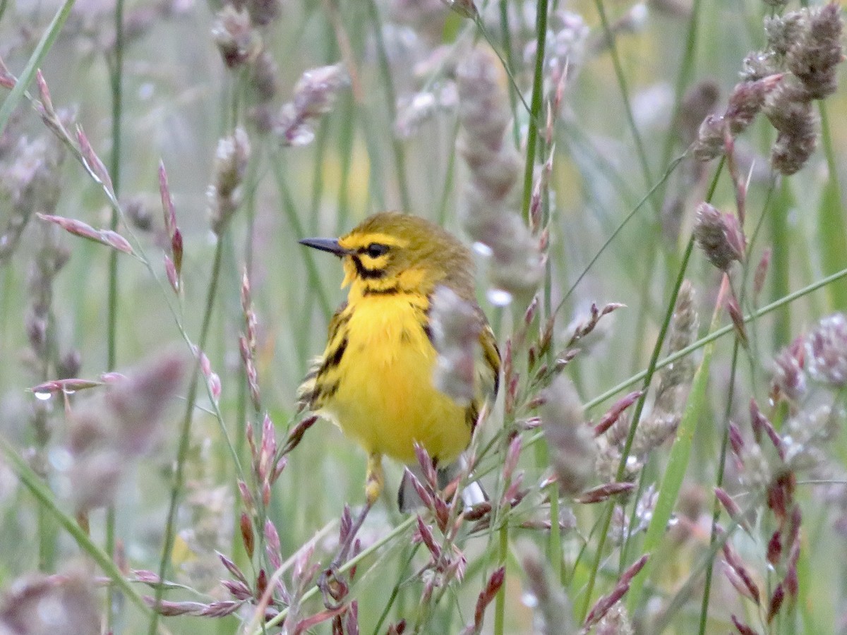 Prairie Warbler - ML620309807