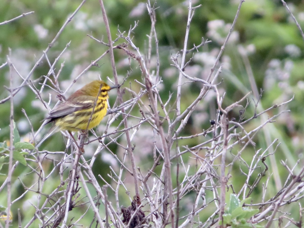 Prairie Warbler - ML620309812