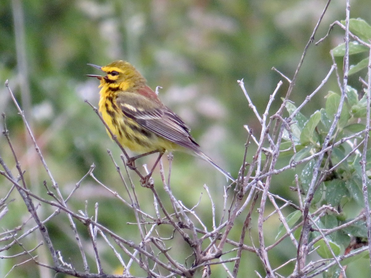 Prairie Warbler - ML620309813