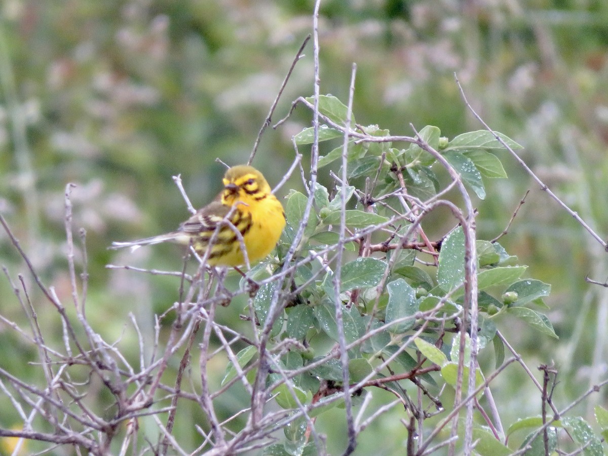 Prairie Warbler - ML620309815