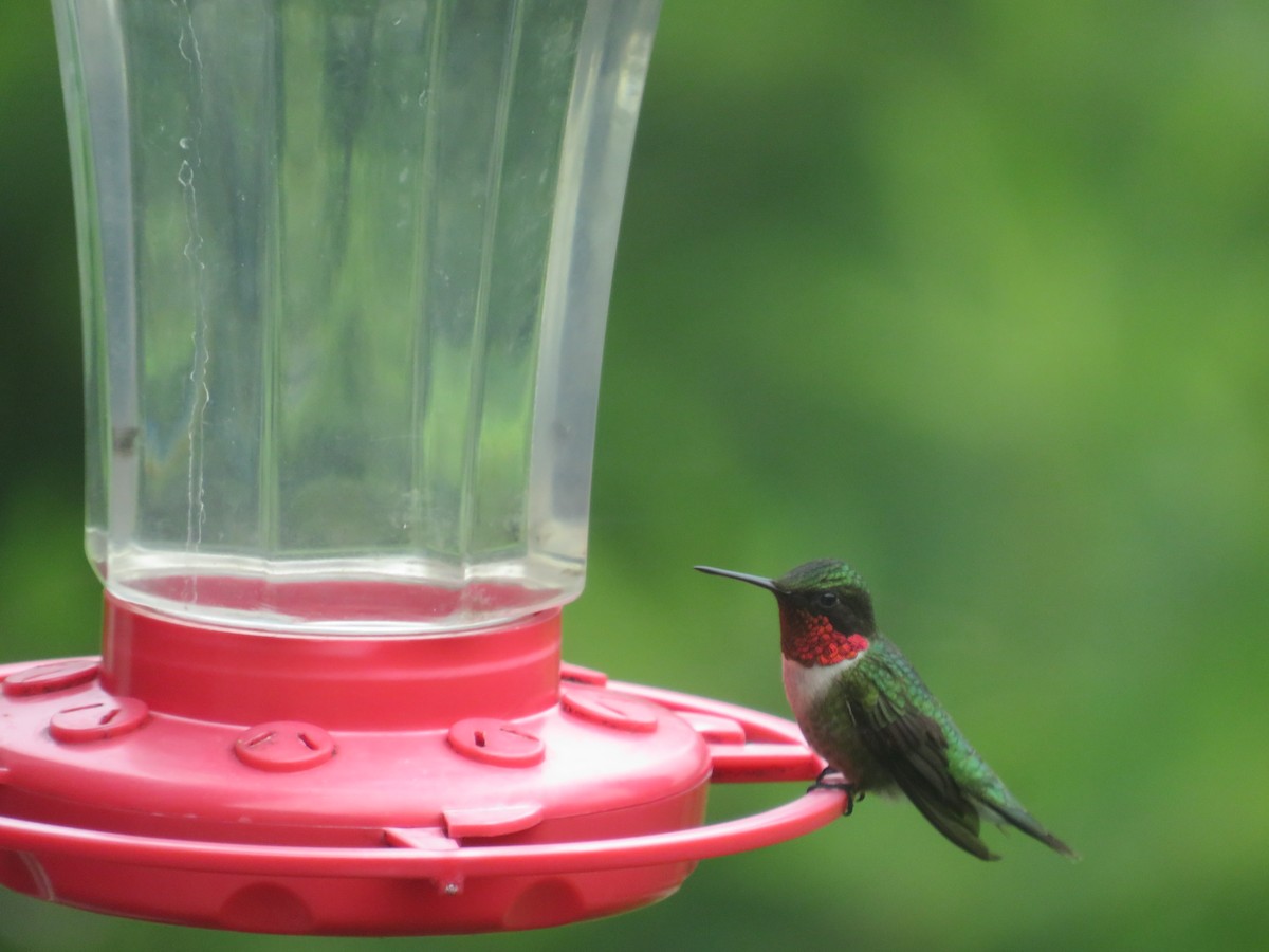 Ruby-throated Hummingbird - ML620309818