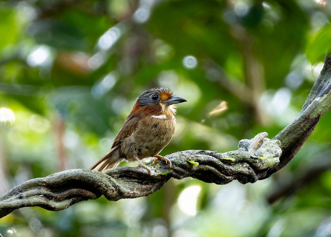 Rufous-necked Puffbird - ML620309819