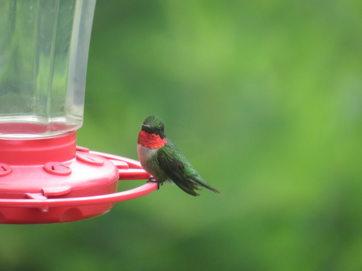Ruby-throated Hummingbird - ML620309820