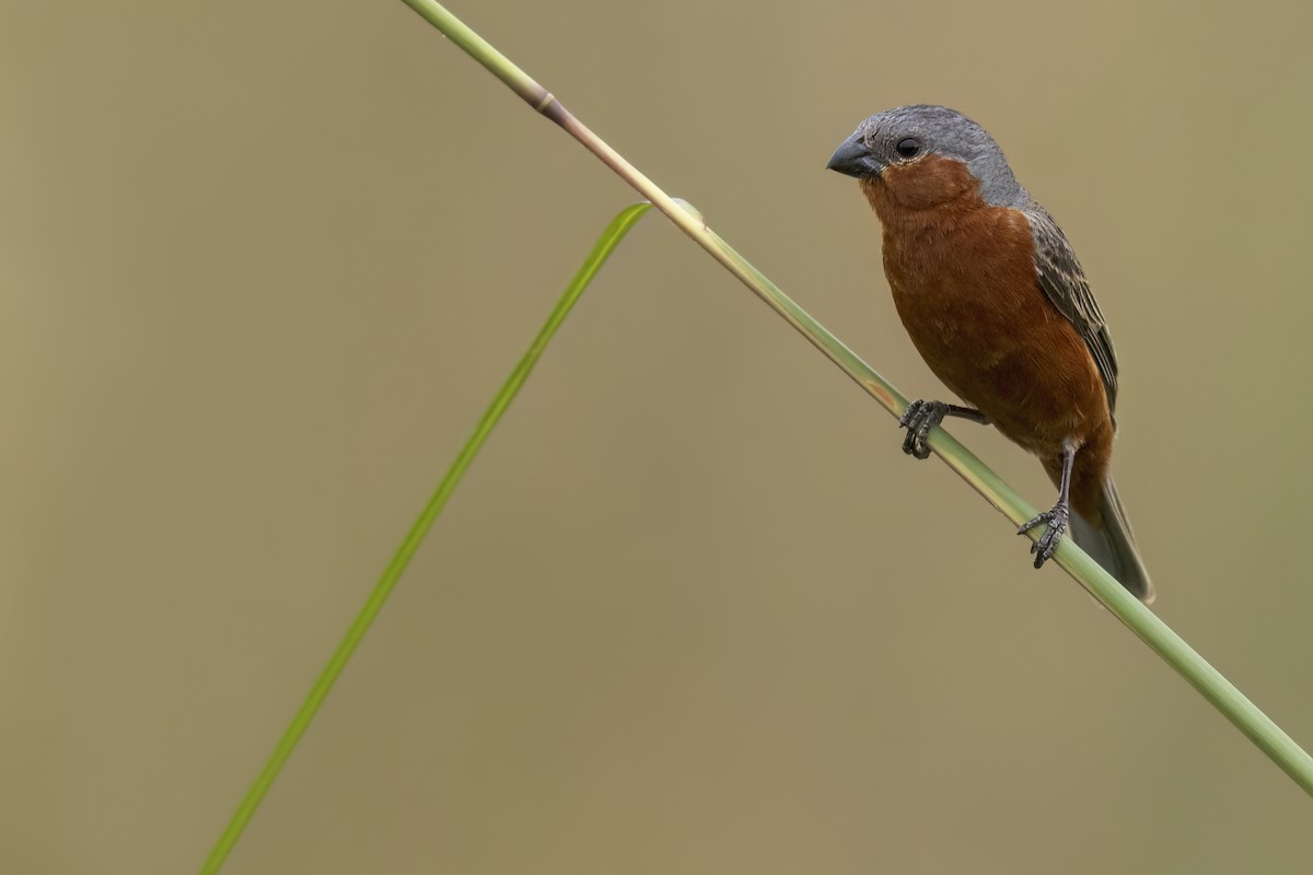 Rufous-rumped Seedeater - ML620309821