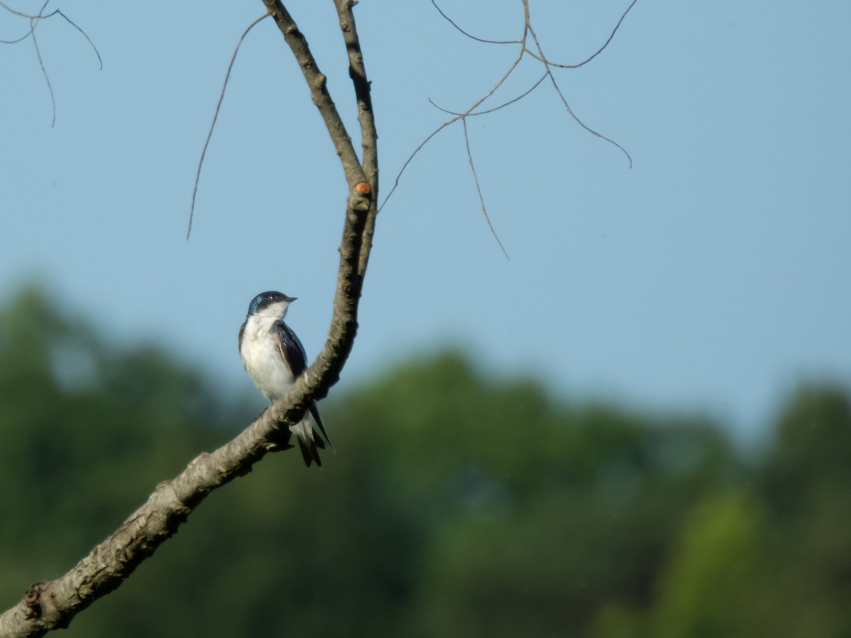 Tree Swallow - ML620309823