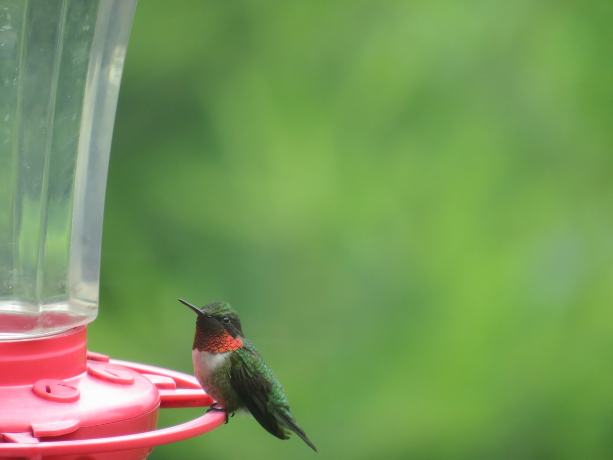 Ruby-throated Hummingbird - ML620309825