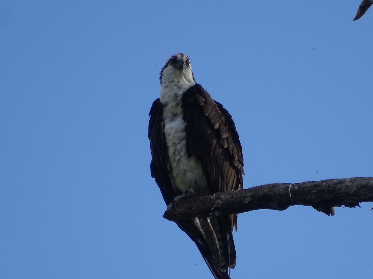 Águila Pescadora - ML620309826