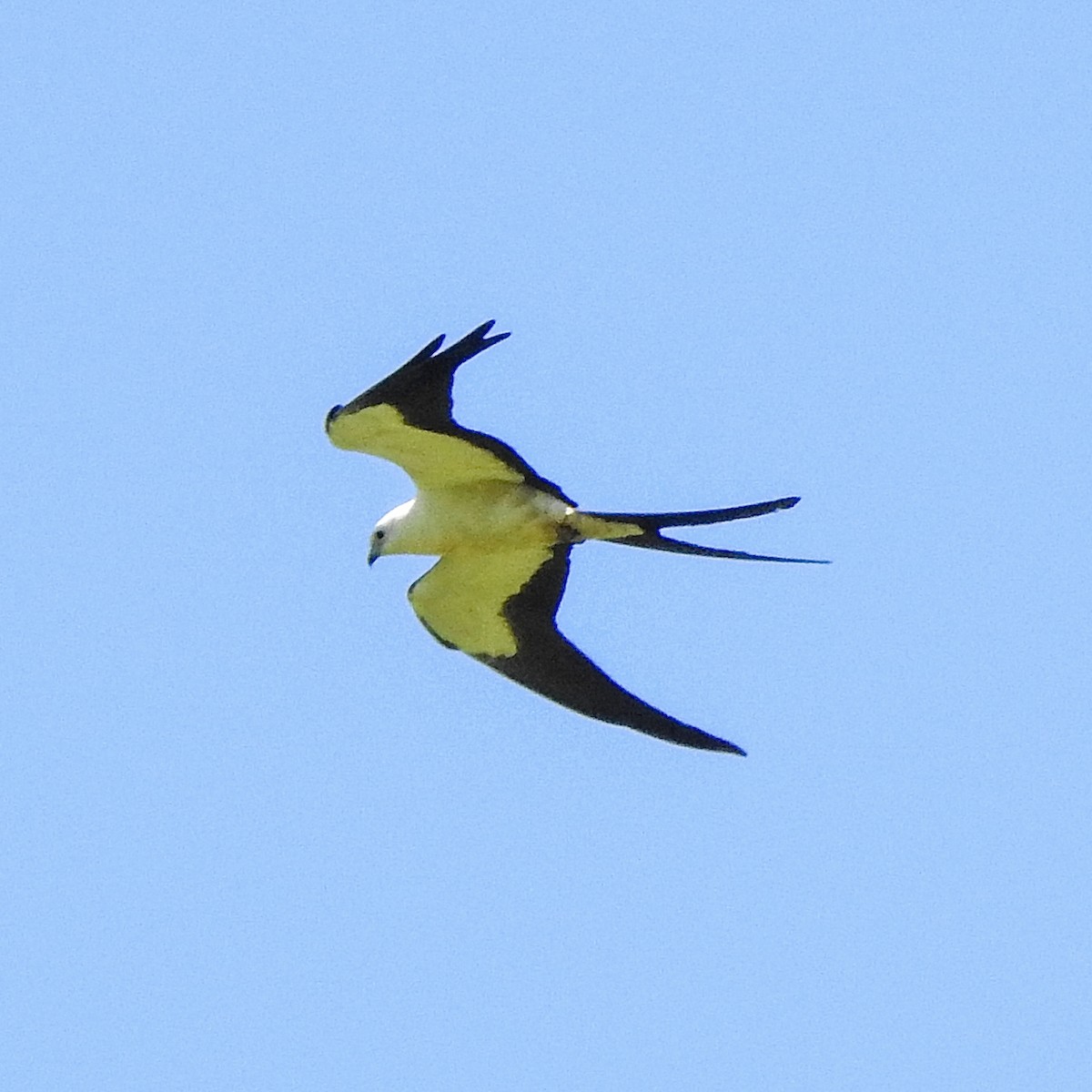 Swallow-tailed Kite - ML620309827