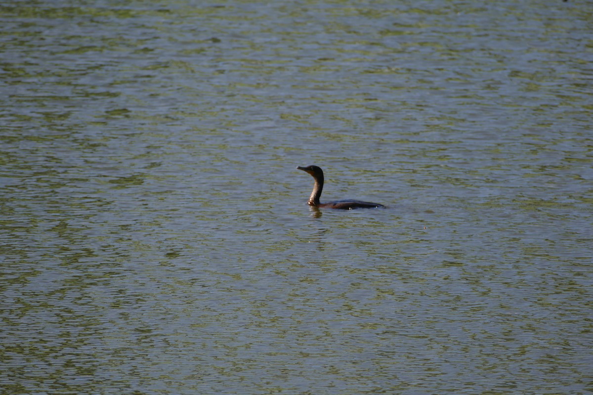 Double-crested Cormorant - ML620309829