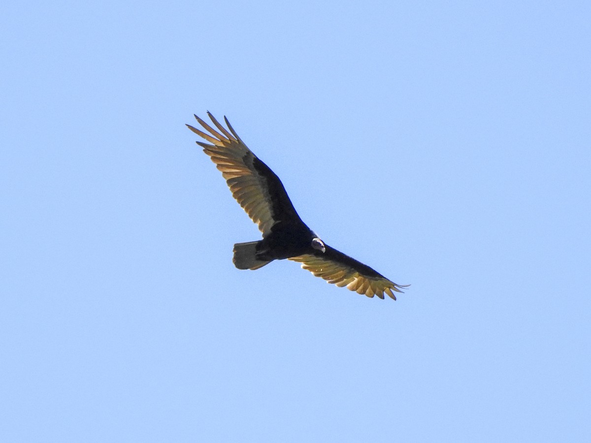 Turkey Vulture - ML620309830