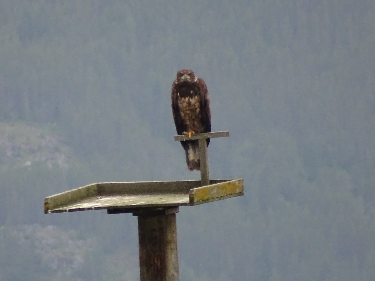 Bald Eagle - ML620309831