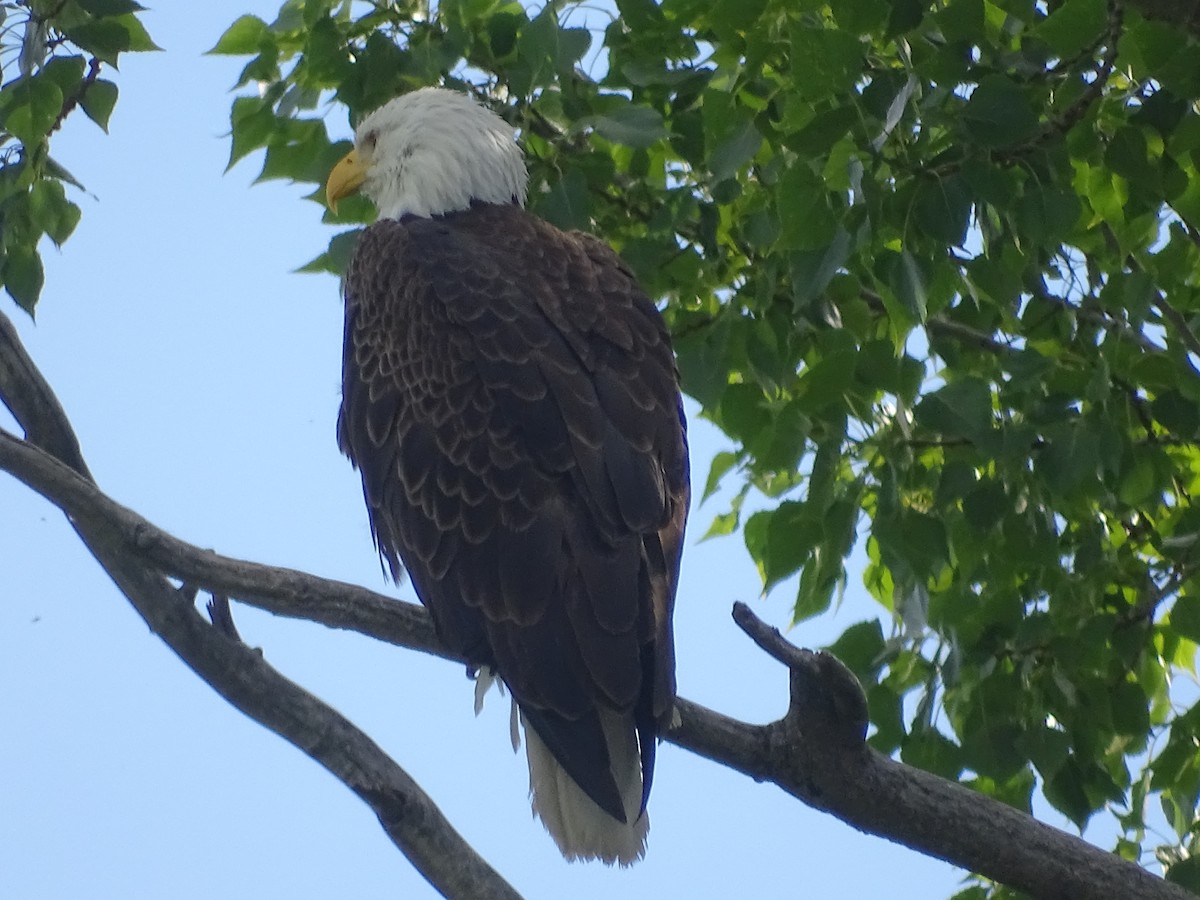 Bald Eagle - ML620309832