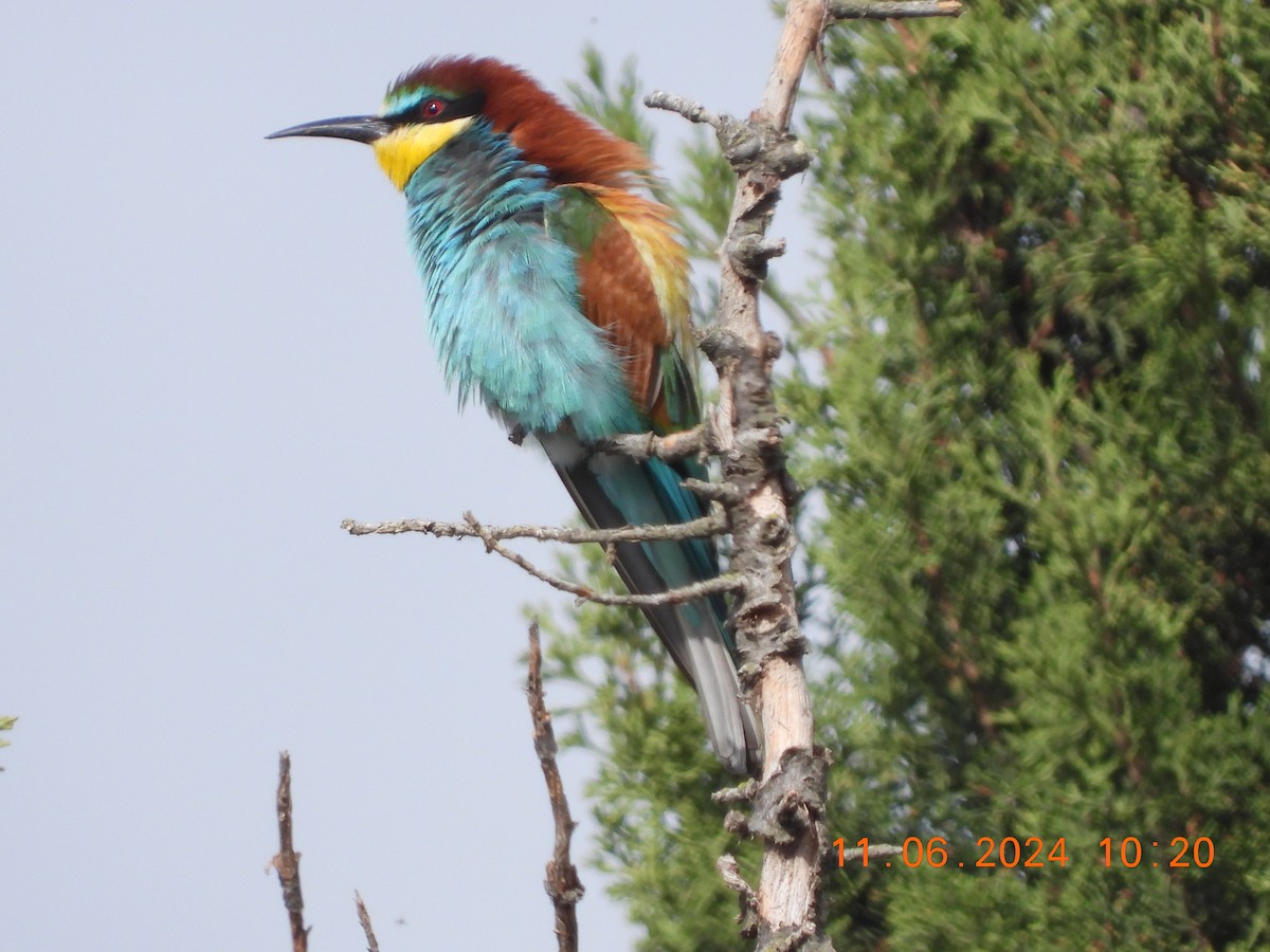 European Bee-eater - ML620309833