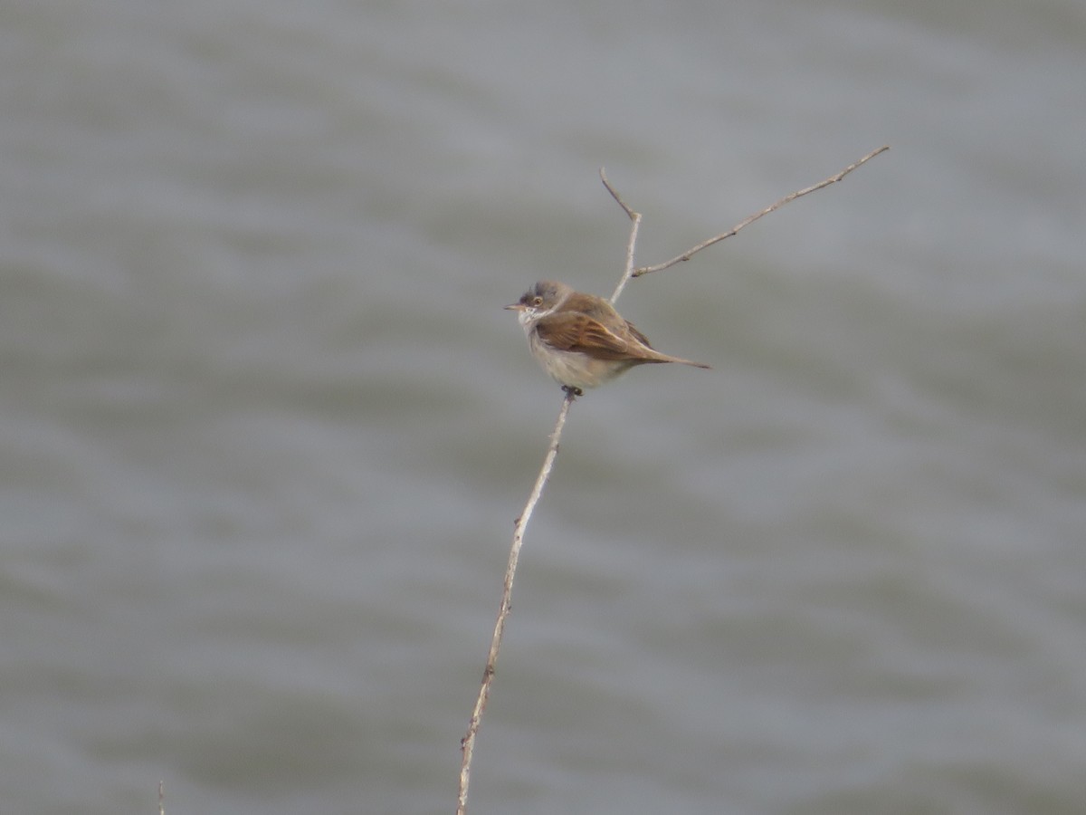 Greater Whitethroat - ML620309838