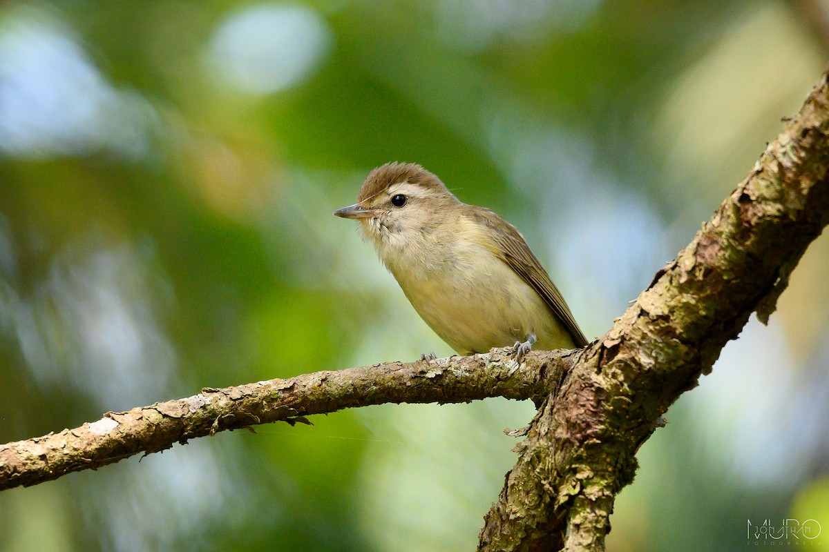 Kahverengi Vireo - ML620309839