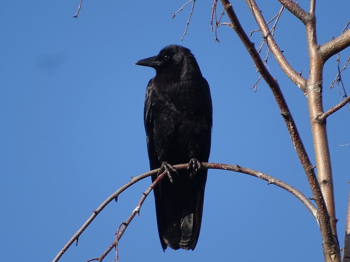 American Crow - ML620309841