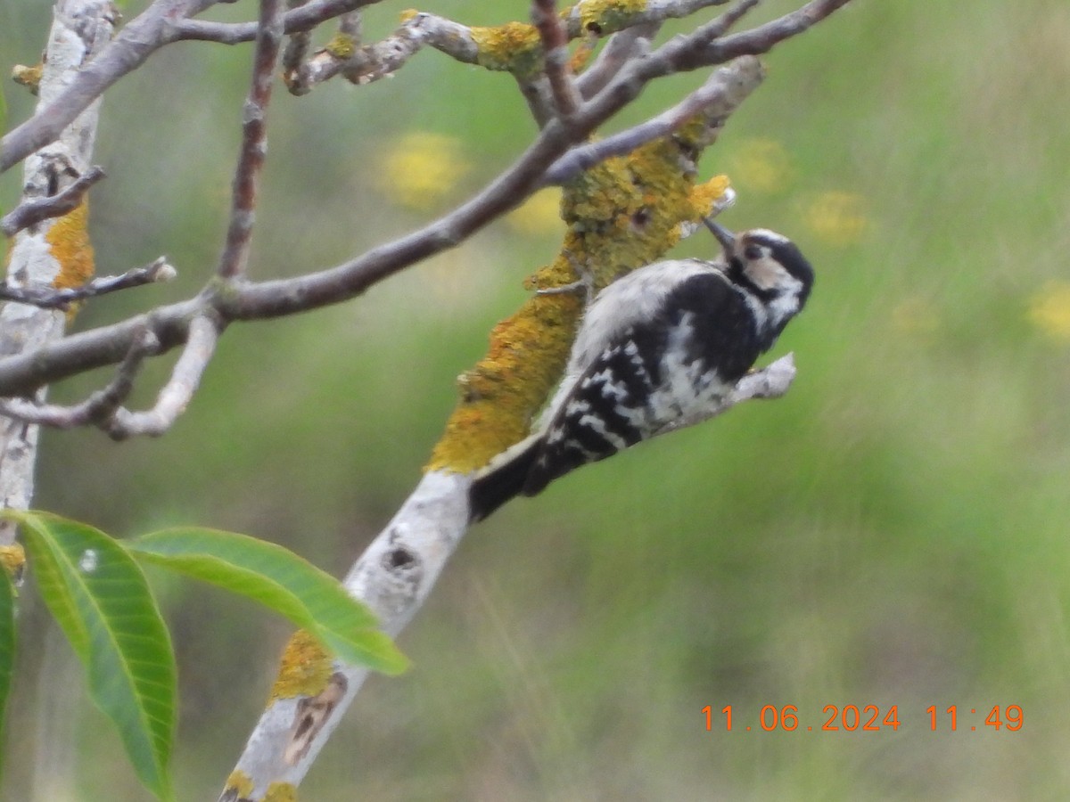 Lesser Spotted Woodpecker - ML620309844