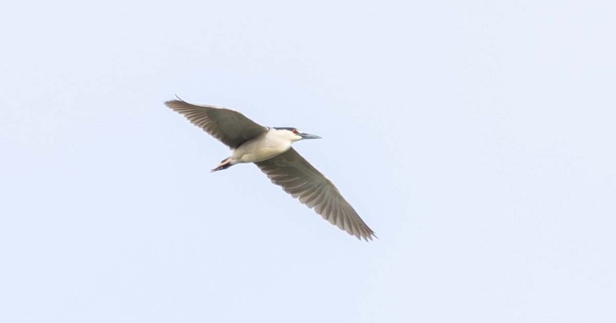 Black-crowned Night Heron - ML620309847