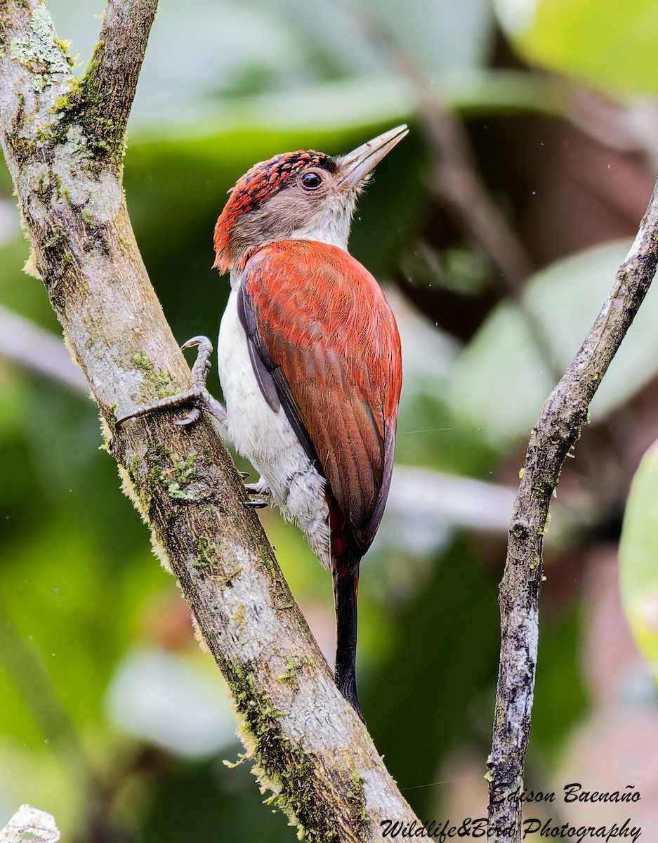 Scarlet-backed Woodpecker - ML620309850