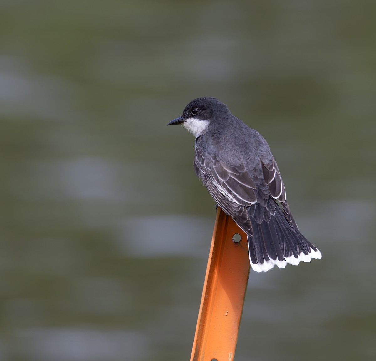 Eastern Kingbird - ML620309858