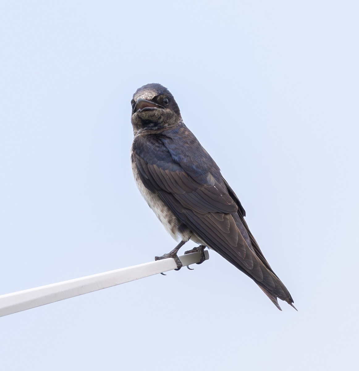 Purple Martin - ML620309872