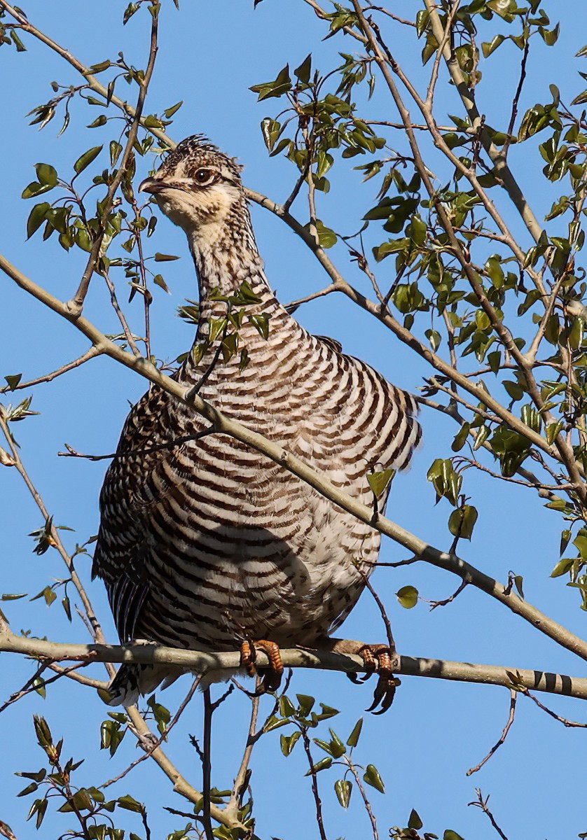 Greater Prairie-Chicken - ML620309873