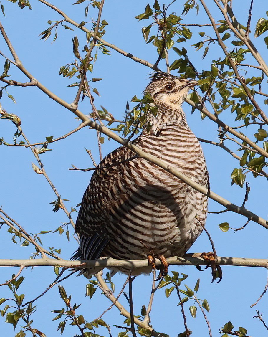 Greater Prairie-Chicken - ML620309874